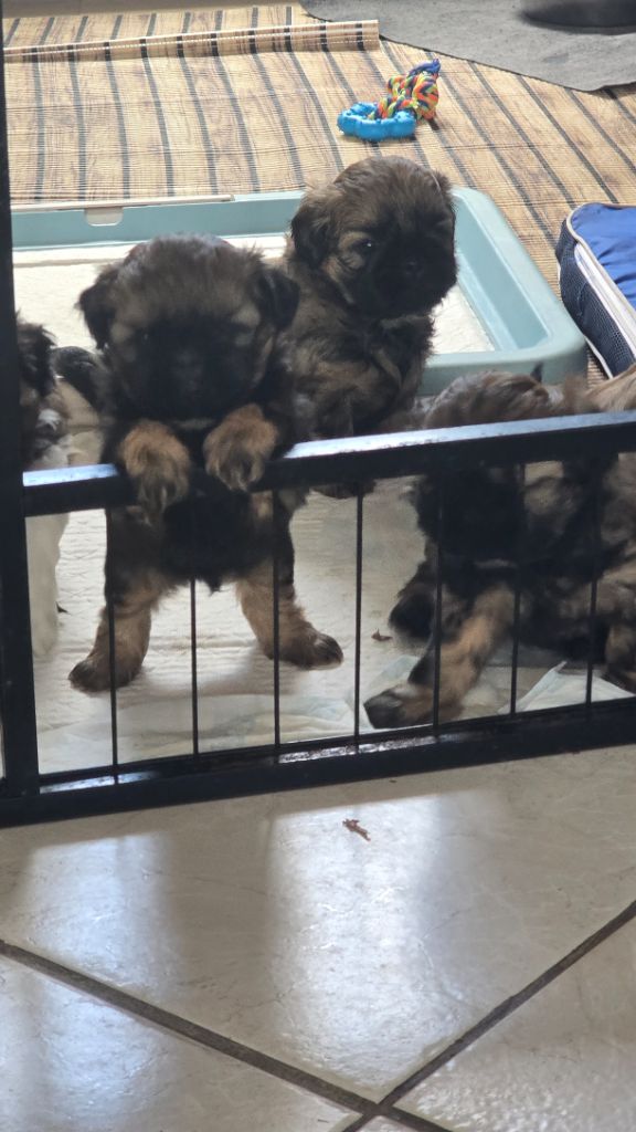 élevage  shih-tzu du val de la salamandre